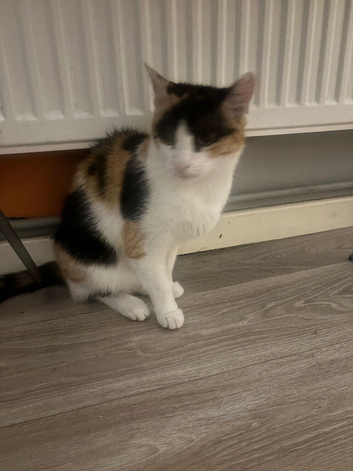 Cat looking loving home