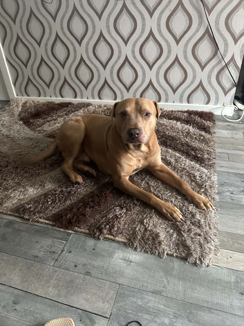 Loving male dog tyson