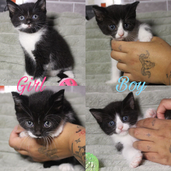 2 tuxedo kittens