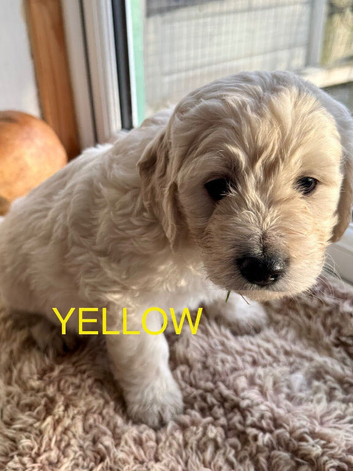 Fantastic Goldendoodle babies!