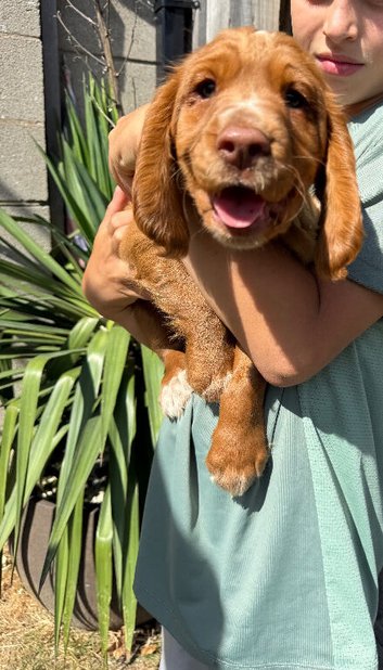 KC Working cocker spaniel puppies tails docked (vet certificate)
