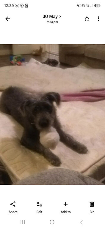Poodle cross lurcher