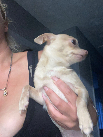 White chi very small