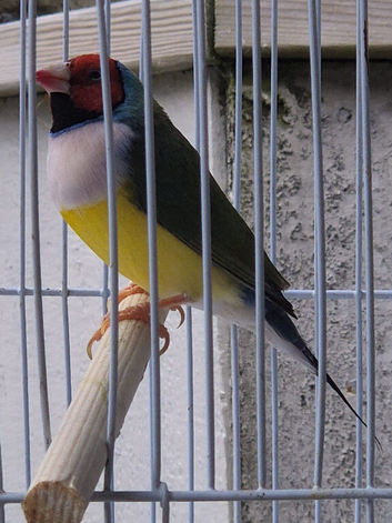 1 male Goldian finch