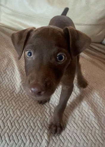 Patterdale Terrier puppies