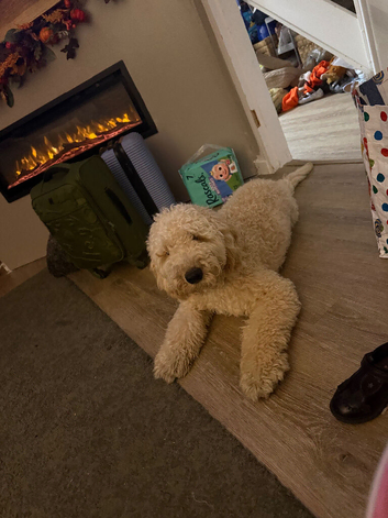 Mini golden doodle 6 months