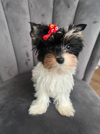 Teacup Yorkshire terrier biewer 3 colours