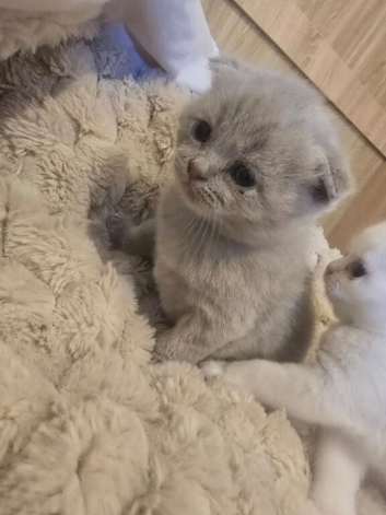 Adorable Scottish Fold Kittens looking for Forever Home