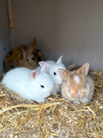 4 baby dwarf rabbits