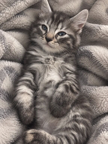 Bengal Maine coon mix kitten!