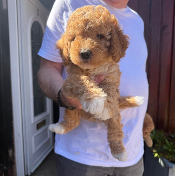 cavapoo puppies for sale
