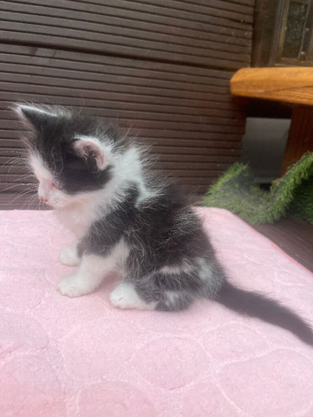 7 week old girl kittens