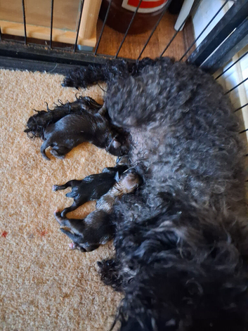 Cockapoo x chihuahua girls