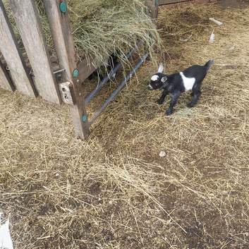 4 Pygmy Goats for sale