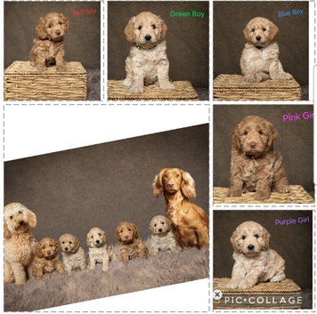 Gorgeous F1 Cockapoo puppies