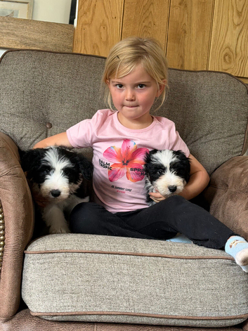 Beautiful Bearded Collie puppies