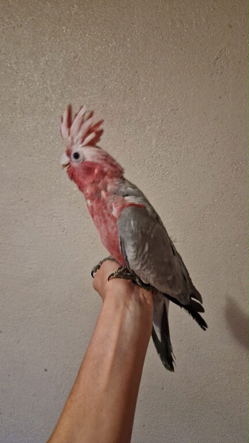 Two Babe Galah Cockatoo