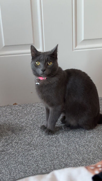 Adult female for rehome