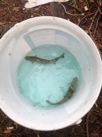 Trout