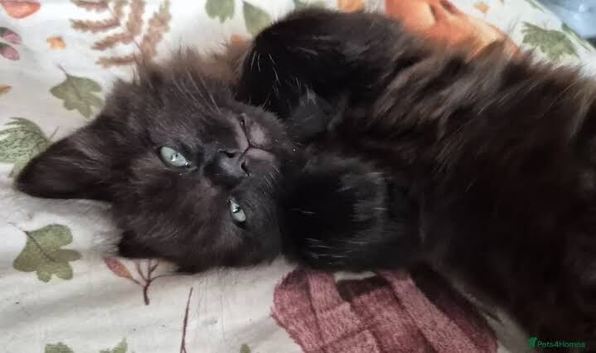 Half Maine coon
