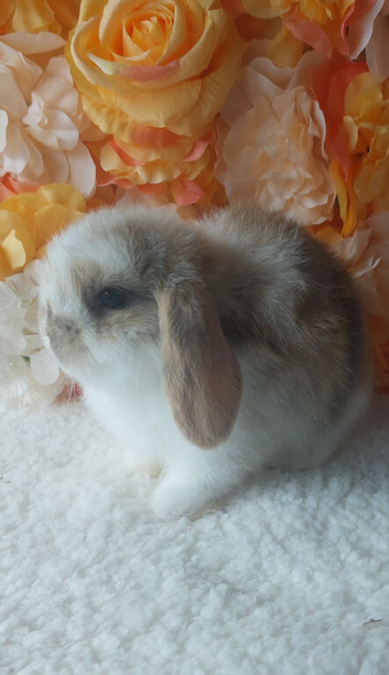 mini lops