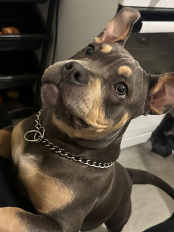 American pocket bully