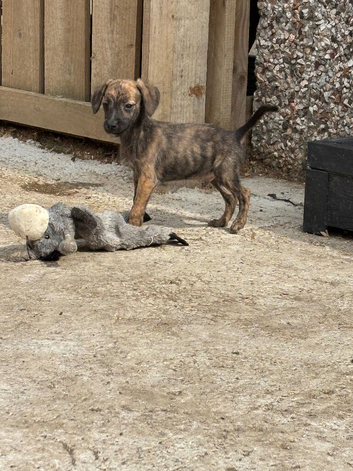 Bedlington terrier cross whippet pups
