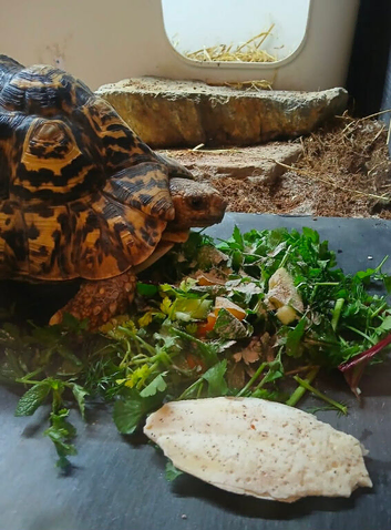 Beautiful leopard tortoise