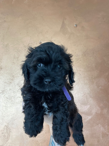 Lhasapoo Puppies