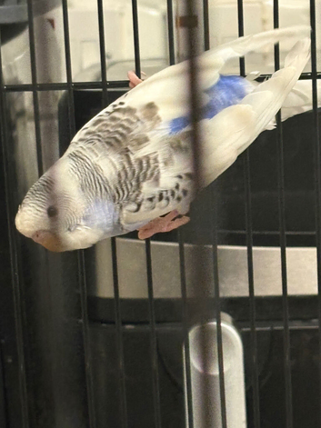 2 x budgies with large cage for sale