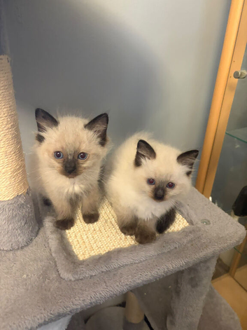 blue face ragdoll kittens pure breed)