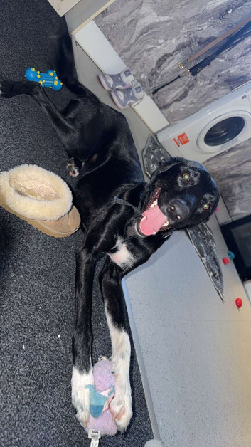Border collie cross saluki