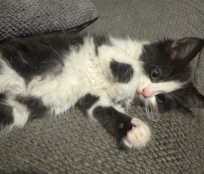 1 boy kitten left