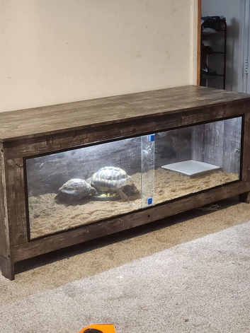 Male and female tortoises approx 12 years old