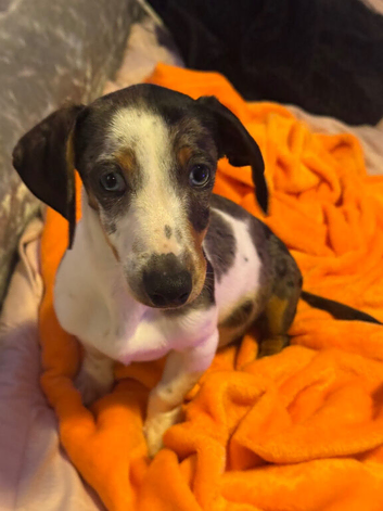 Miniature dapple dachshund