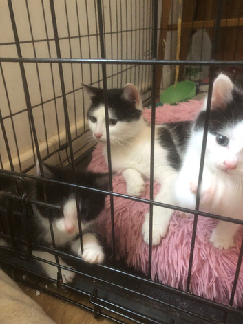 Kittens