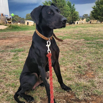 Saluki cross