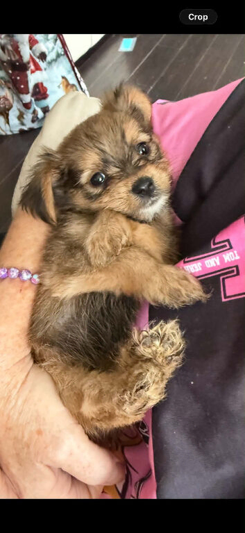 Yorkie pom boys