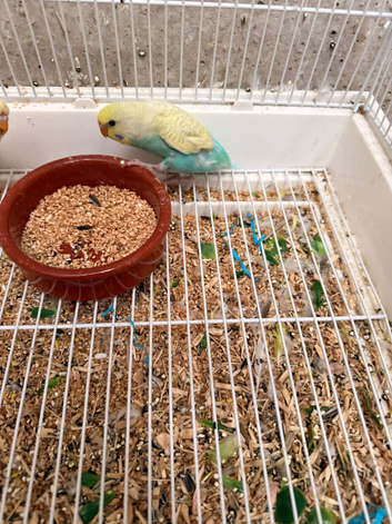 Young budgie needing new home
