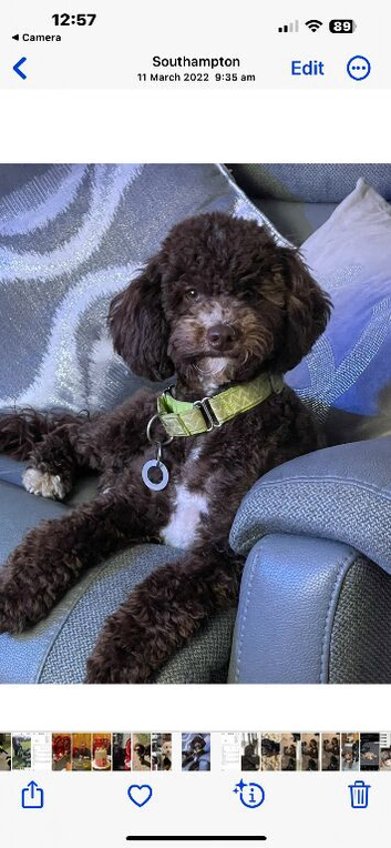 TINY HEALTH TESTED FB1 COCKAPOOS