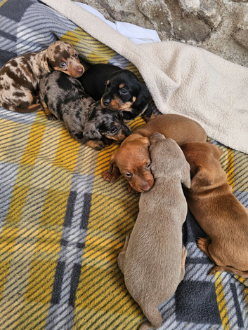 4 beautiful dachshund puppies for sale