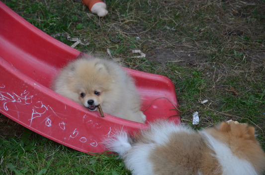 Bentley - Beautiful Silver-Toned Pomeranian Boy