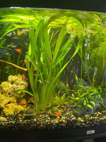 Giant vallisneria