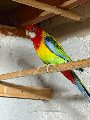 Male rosella