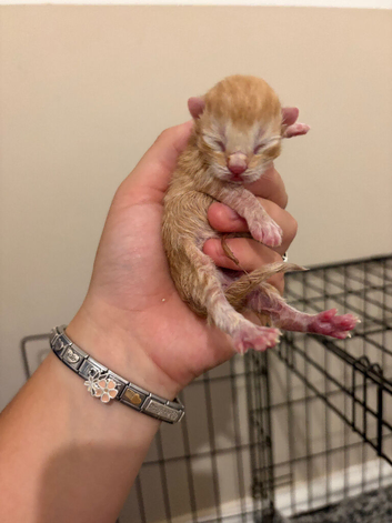 Kittens