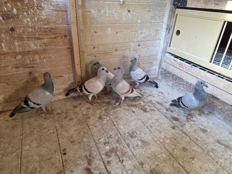 syrian damascene dewlap pigeons