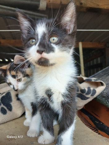 Kittens