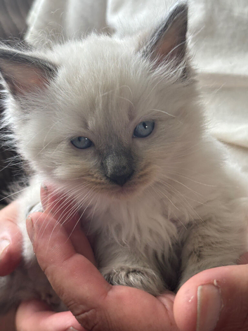 Ragdoll  kittens born 10/07/26 1 boy left