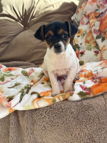 Jack Russel puppy