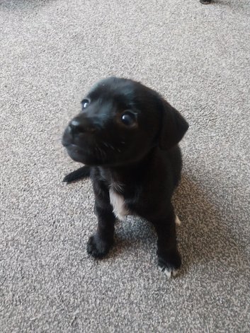 Jack russell x chihuahua